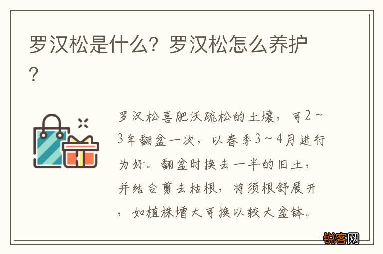 罗汉松是什么？罗汉松怎么养护？