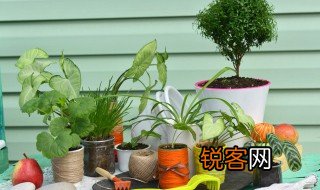 植物种子传播的方法都有哪些 植物种子都是通过什么方法传播的
