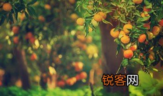 种子传播的方法都有哪些 种子的传播方式包括什么