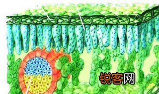 植物有哪些组织 植物都有哪些组织