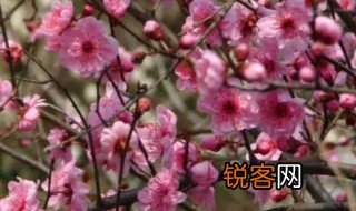 梅花精神的人有哪些 梅花精神的人有谁