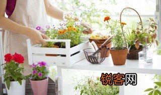 植物有哪些传播种子的方式 植物传播种子的四大方法
