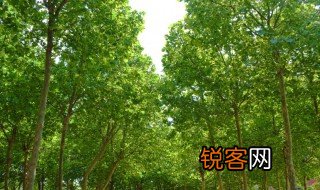 绿荫蓊郁的意思是什么 绿荫蓊郁的含义是什么