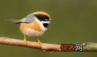 春天的事物有哪些 春天的事物简单介绍