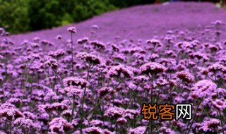 相思草是什么意思 相思草的分布范围