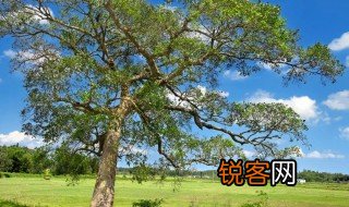 树名是什么意思 树名的意思