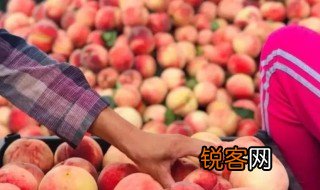 美丽的肥桃之乡作文 美丽的肥桃之乡作文范文