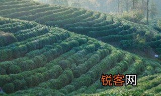 世界三大茶叶产地 世界三大茶叶产地分别是什么