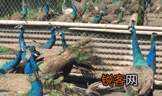 孔雀的相关资料了两百字到三百字 孔雀简介