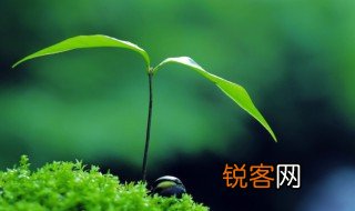 绿色美好的寓意 绿色有什么寓意