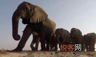 大象的脚印像什么 大象的脚印像啥