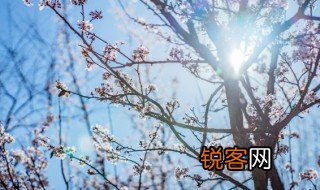 梅花在古代中的含义是什么 梅花在古代中的含义
