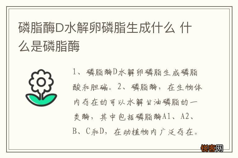 磷脂酶D水解卵磷脂生成什么 什么是磷脂酶