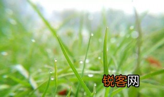 天街小雨润如酥草色遥看近却无的意思是什么 这句诗描写了什么情景