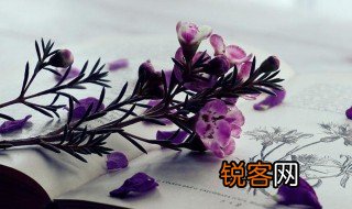 势利眼的意思 势利眼的解释