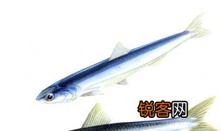 鳀鱼怎么读 鳀鱼的简介