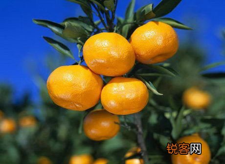 最好的空气清新剂—橘子