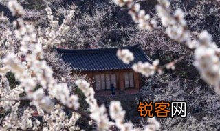 纵被春风吹作雪咏的是哪种花 纵被春风吹作雪咏的是什么花