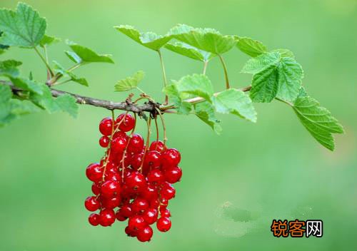 健康饮食：须谨记四大原则