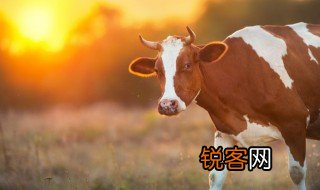 斗牛会是哪个民族的节日 关于斗牛会是哪个民族介绍