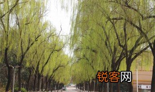 碧绿的柳条像什么一样 碧绿的柳条像什么一样造句