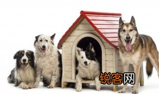 小狗英语怎么读 小狗的英语是什么