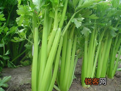 补钙食物你吃错了吗别让＂钙＂偷偷溜走