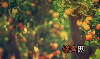 扎根在树梢是什么意思 什么是扎根在树梢
