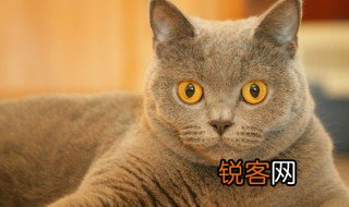 猫的外形特点 猫的外形特点有什么