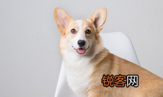 狗的性格特点 狗的性格特点是什么