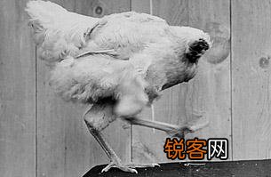 世界10大怪异节日：日本裸体节美国无头鸡节等
