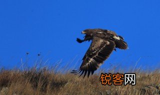 座山雕什么意思 座山雕指的是什么