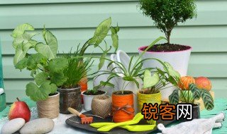 植物休眠是什么意思 植物休眠是啥意思