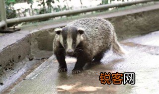 狗獾怎么读 狗獾是什么