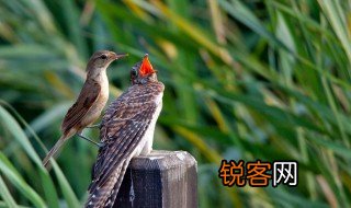 鸠占鹊巢怎么读 鸠占鹊巢的读音