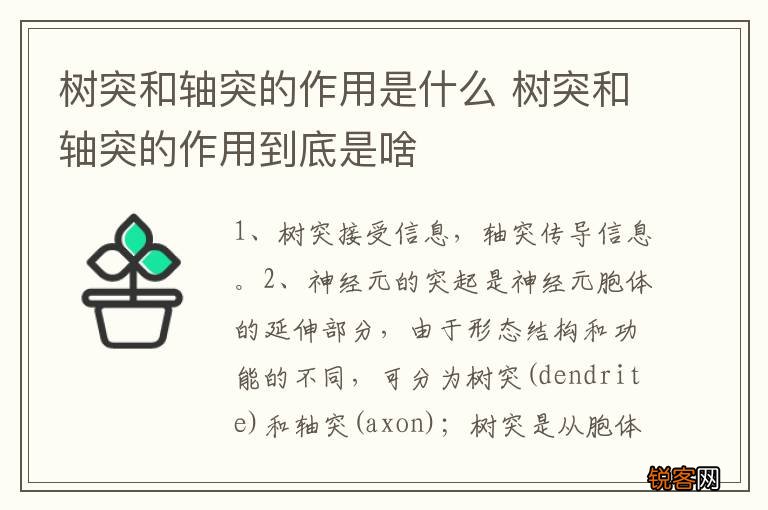 树突和轴突的作用是什么 树突和轴突的作用到底是啥