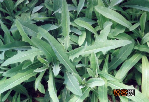 野菜堪比良药盘点春季常见野菜的养生功效