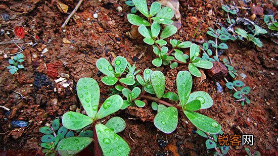 野菜堪比良药盘点春季常见野菜的养生功效