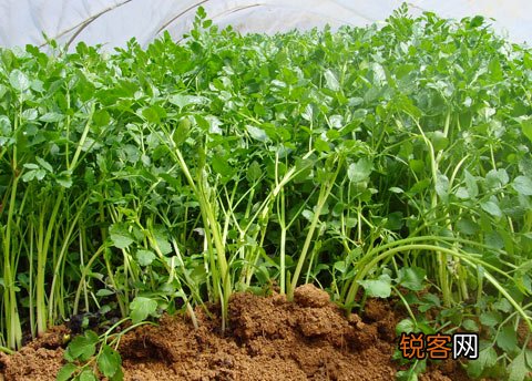 野菜堪比良药盘点春季常见野菜的养生功效
