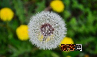 小花靠什么传播种子的 小花的种子靠什么传播的