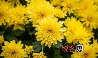 跟竹子一样有奉献精神的植物 跟竹子一样有奉献精神的植物有哪些呢