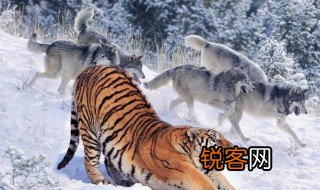 前怕狼后怕虎的下一句 关于前怕狼后怕虎的下一句