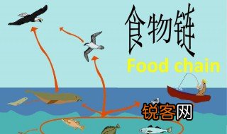 什么是食物链? 食物链的概念