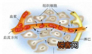 什么是体液 体液简单介绍