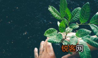 落叶归根的上一句或者下一句是什么 落叶归根前后句子
