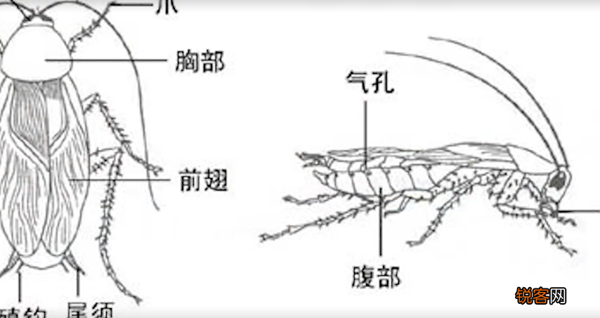 1招简单有效的方法 蟑螂怎么消灭最彻底小妙招