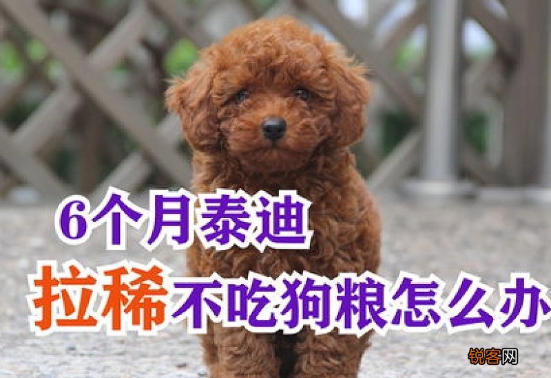 泰迪拉稀可以吃狗粮吗