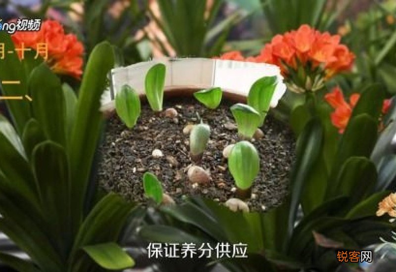 君子兰几月换土