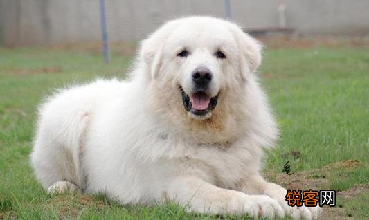 大白熊犬如何喂养？大白熊犬怎样训练？