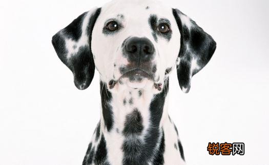 大麦町犬如何喂养？大麦町犬多少钱一条？